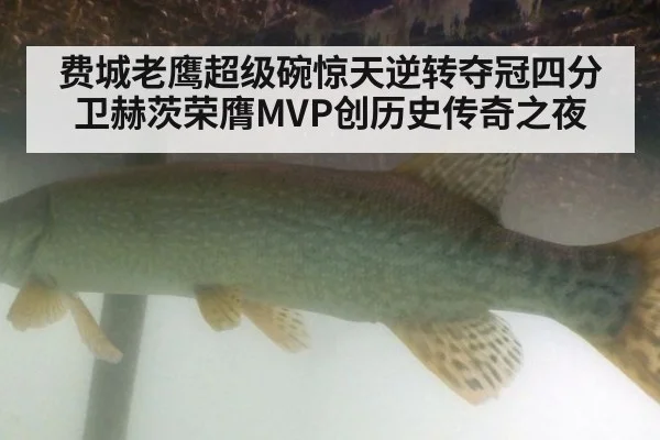 费城老鹰超级碗惊天逆转夺冠四分卫赫茨荣膺MVP创历史传奇之夜
